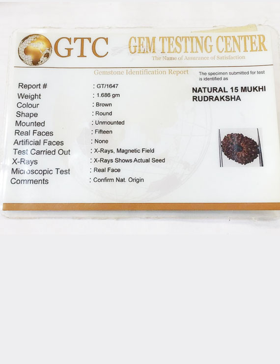15 Mukhi Indonesian Rudraksha Premium Quality